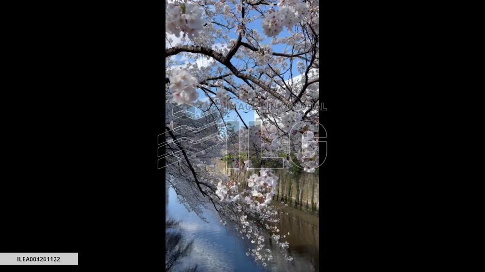 Japan: Cherry Blossoms Reach Full Bloom Across Country 6