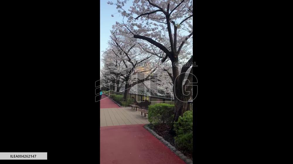 Japan: Cherry Blossoms Reach Full Bloom Across Country 7