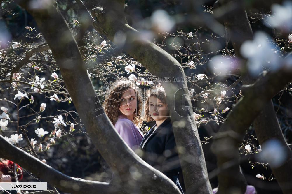 Magnolias bloom at Kyivs Fomin Botanical Garden