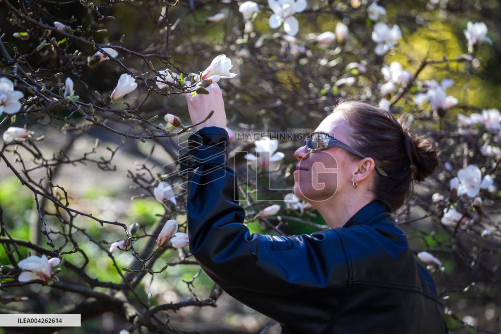 Magnolias bloom at Kyivs Fomin Botanical Garden