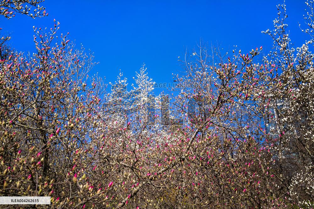 Magnolias bloom at Kyivs Fomin Botanical Garden