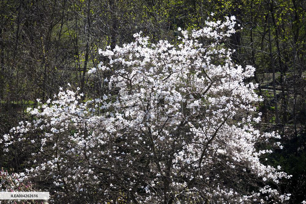 Magnolias bloom at Kyivs Fomin Botanical Garden