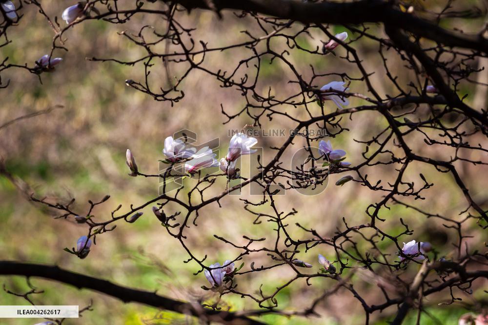 Magnolias bloom at Kyivs Fomin Botanical Garden