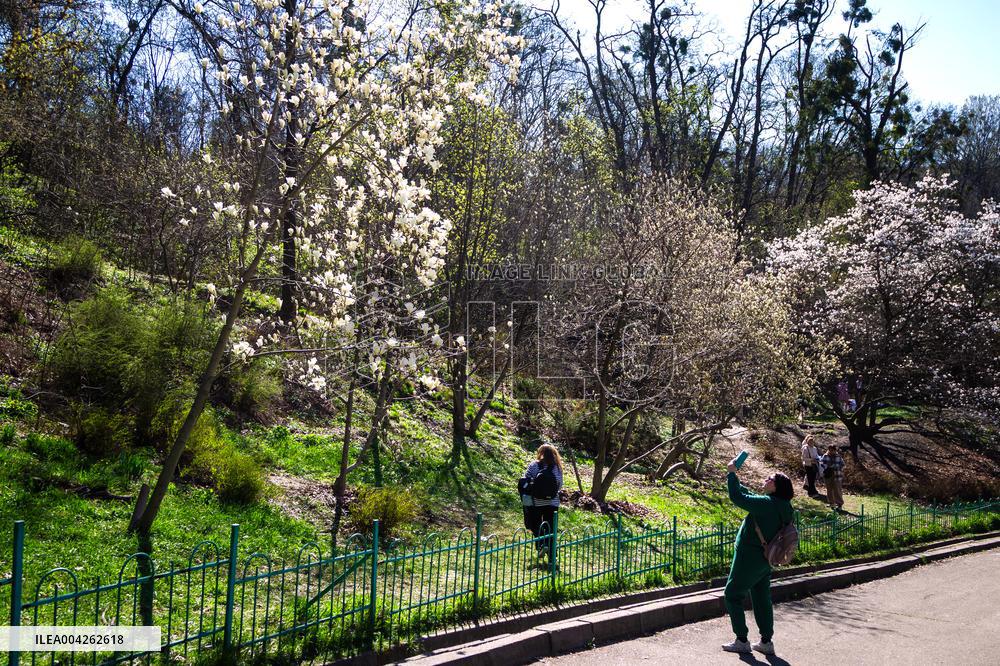 Magnolias bloom at Kyivs Fomin Botanical Garden