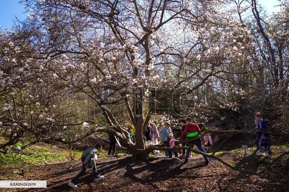 Magnolias bloom at Kyivs Fomin Botanical Garden