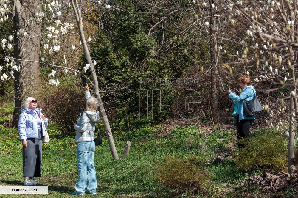 Magnolias bloom at Kyivs Fomin Botanical Garden