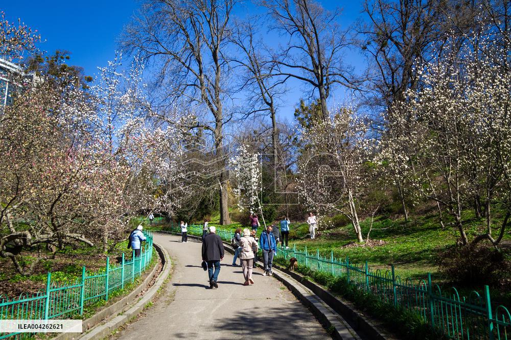 Magnolias bloom at Kyivs Fomin Botanical Garden