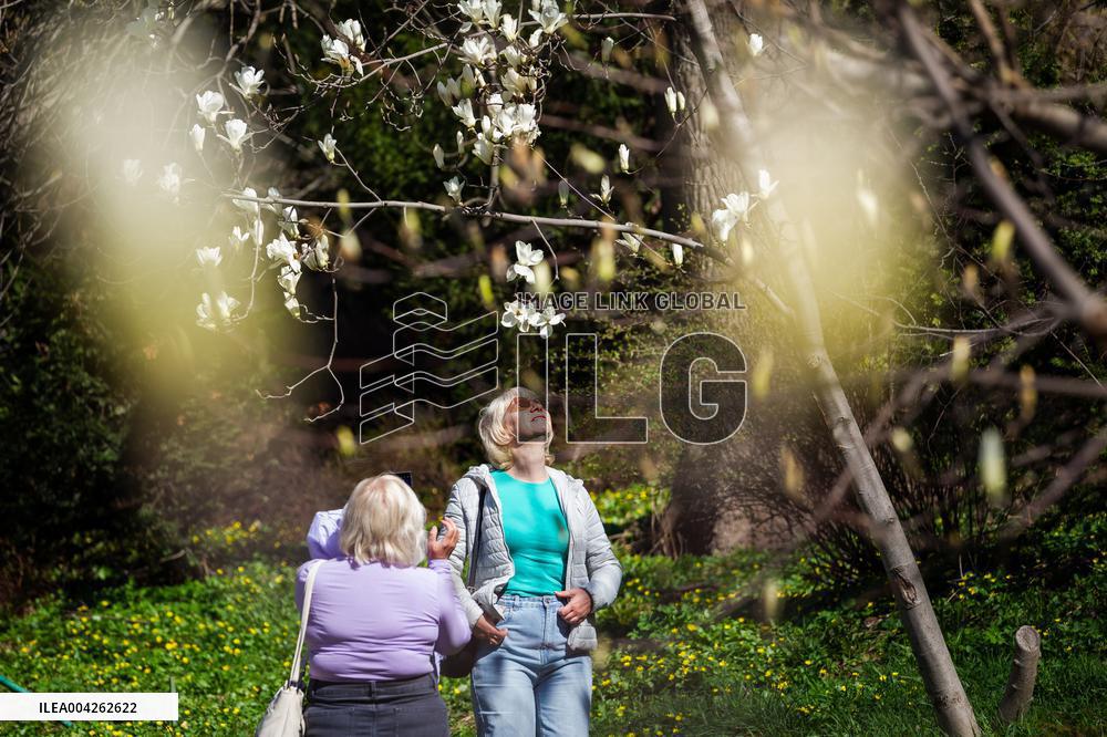 Magnolias bloom at Kyivs Fomin Botanical Garden