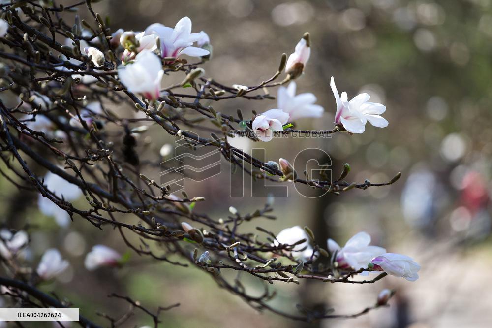 Magnolias bloom at Kyivs Fomin Botanical Garden