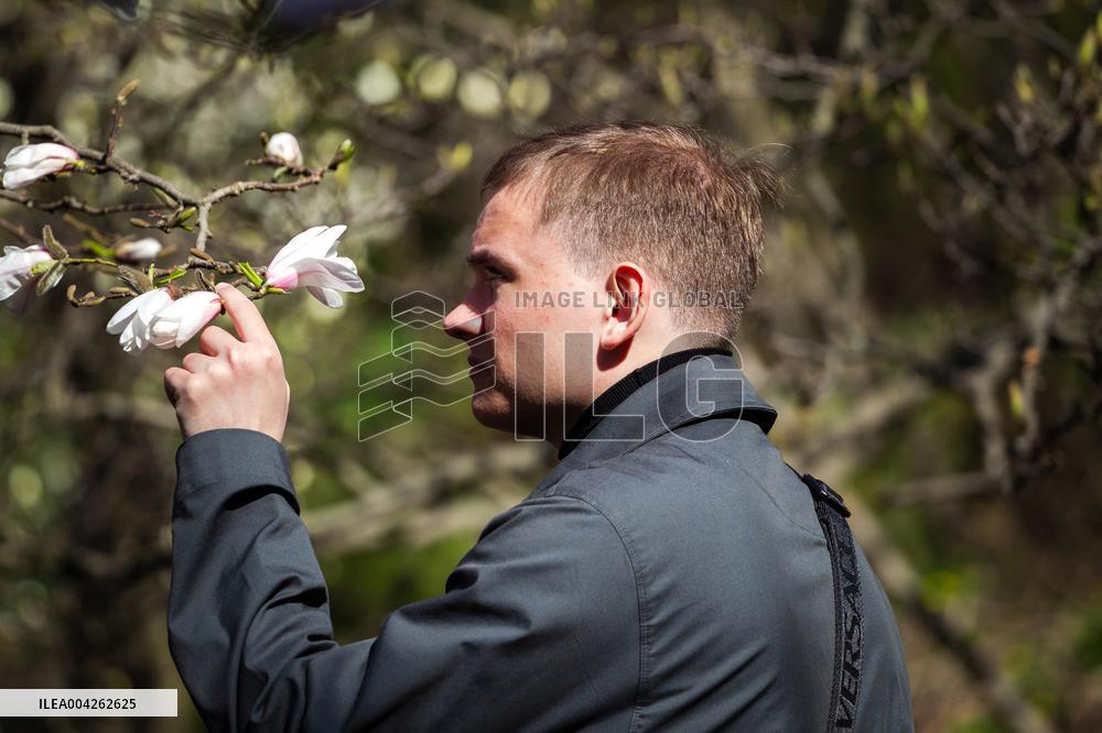 Magnolias bloom at Kyivs Fomin Botanical Garden