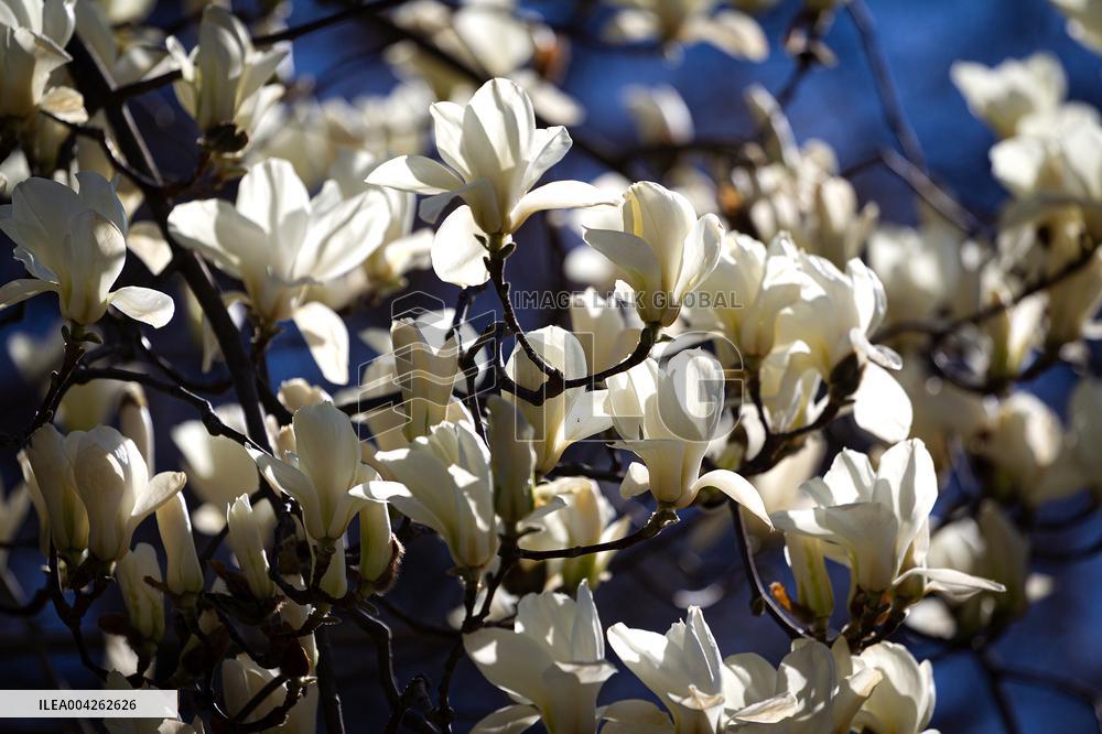 Magnolias bloom at Kyivs Fomin Botanical Garden