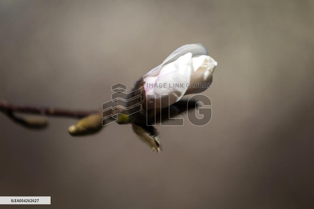 Magnolias bloom at Kyivs Fomin Botanical Garden