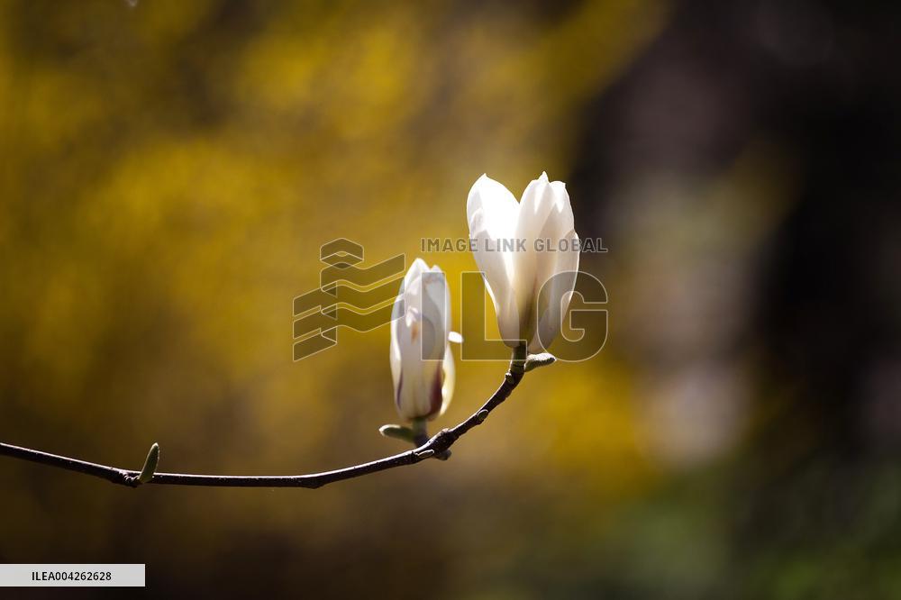 Magnolias bloom at Kyivs Fomin Botanical Garden