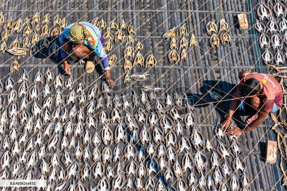 Fishermen During The Dried Fish Process - Bangladesh