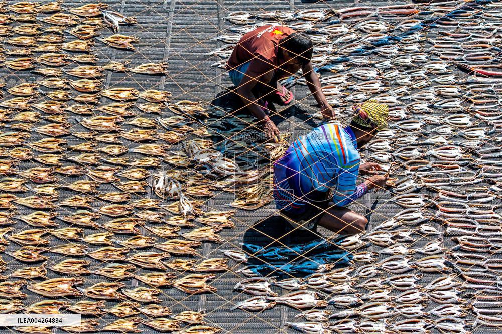 Fishermen During The Dried Fish Process - Bangladesh