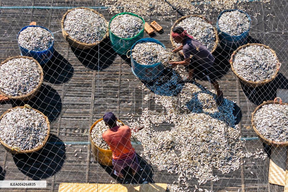 Fishermen During The Dried Fish Process - Bangladesh