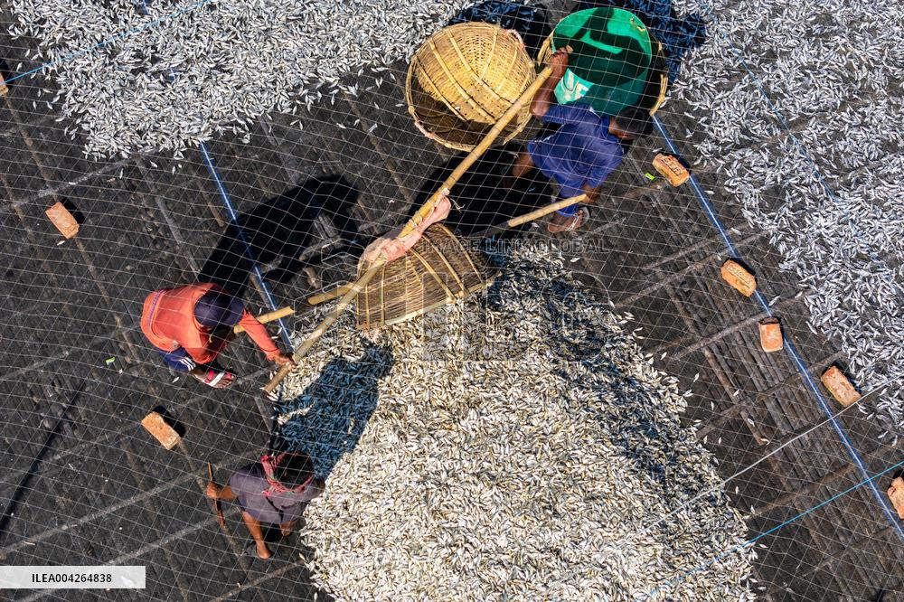 Fishermen During The Dried Fish Process - Bangladesh