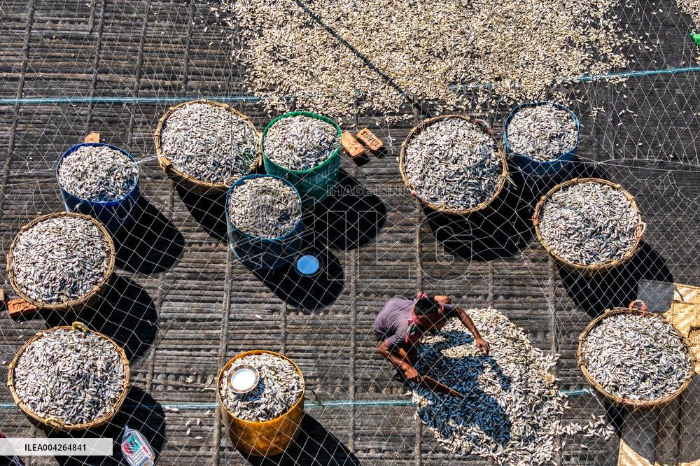 Fishermen During The Dried Fish Process - Bangladesh
