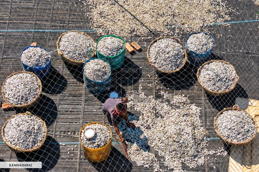 Fishermen During The Dried Fish Process - Bangladesh