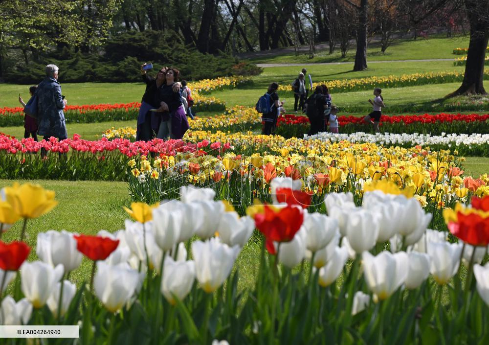 Veronas Floral Awakening - Italy