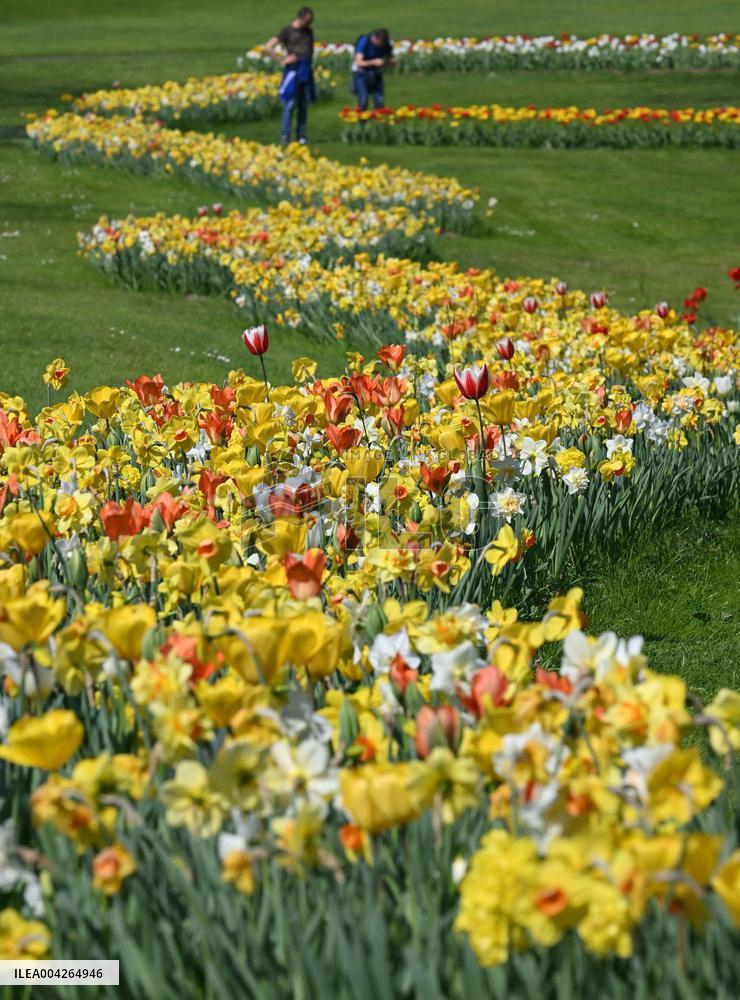 Veronas Floral Awakening - Italy