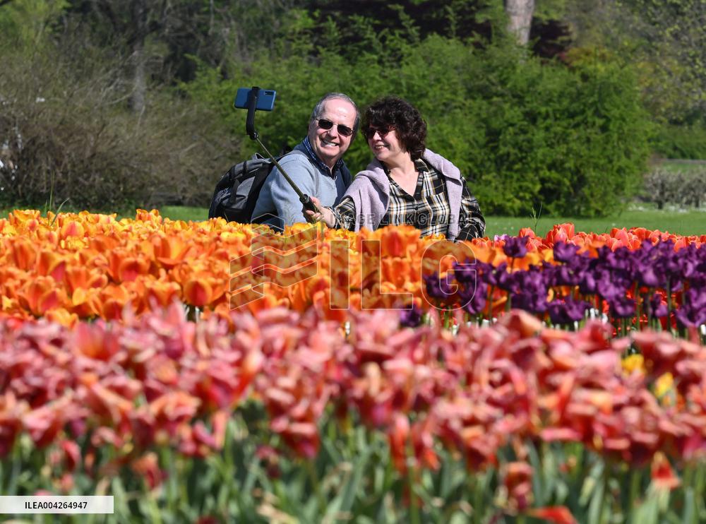 Veronas Floral Awakening - Italy