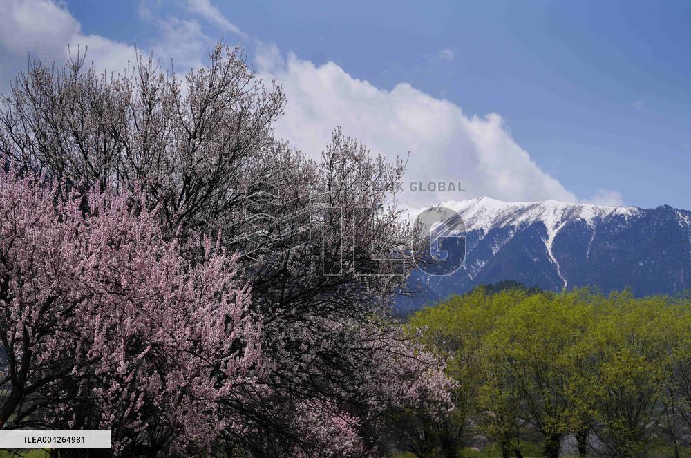Peach Blossom Festival Blooms in Xizang - China