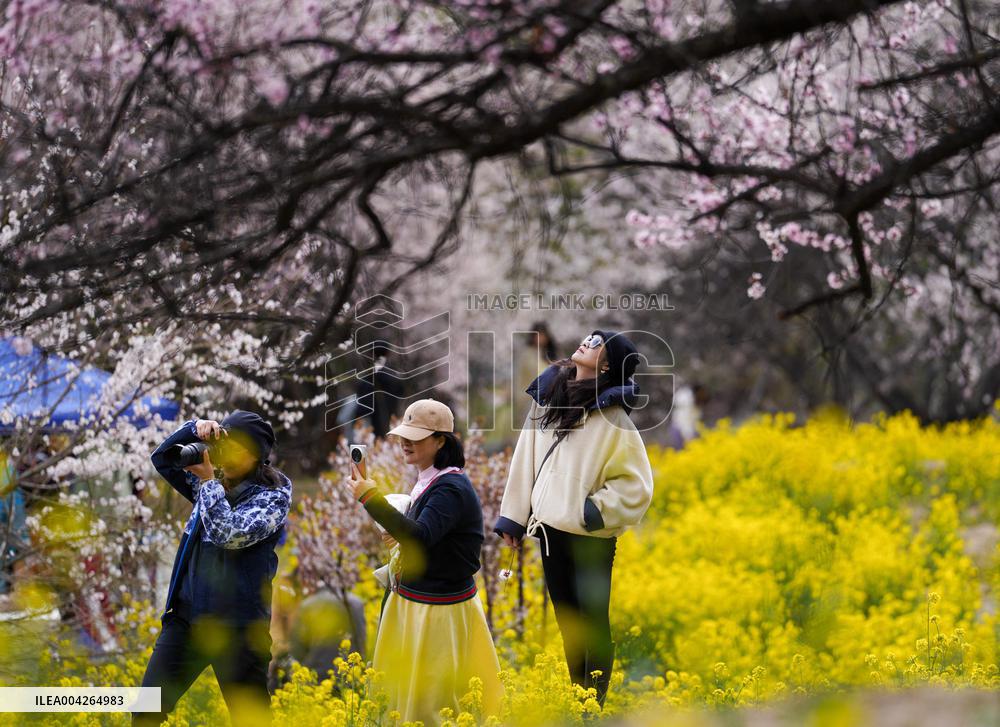 Peach Blossom Festival Blooms in Xizang - China