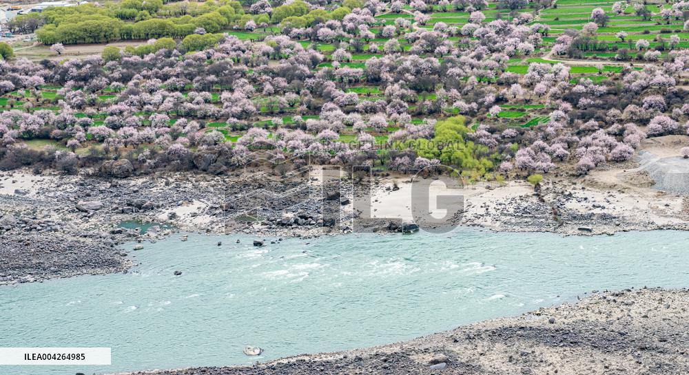 Peach Blossom Festival Blooms in Xizang - China