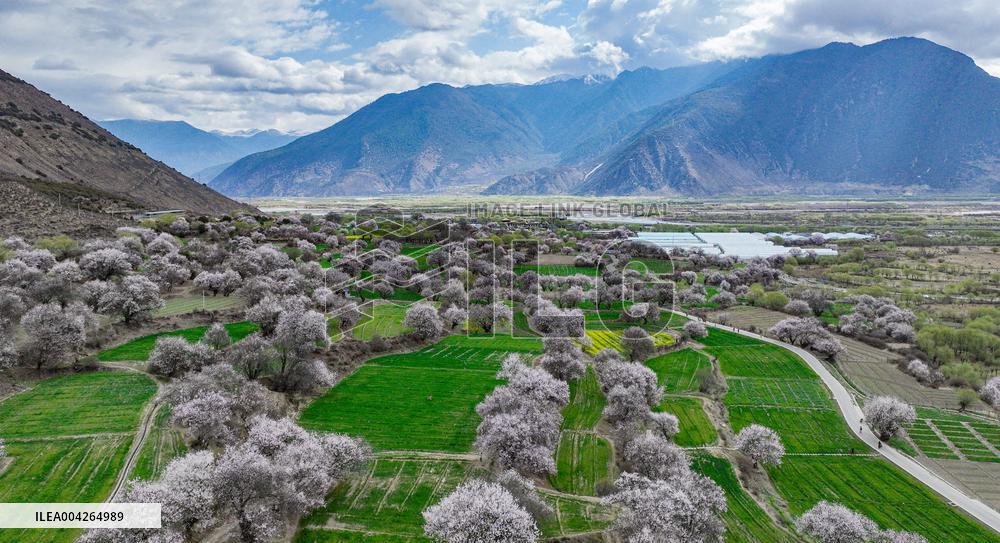 Peach Blossom Festival Blooms in Xizang - China