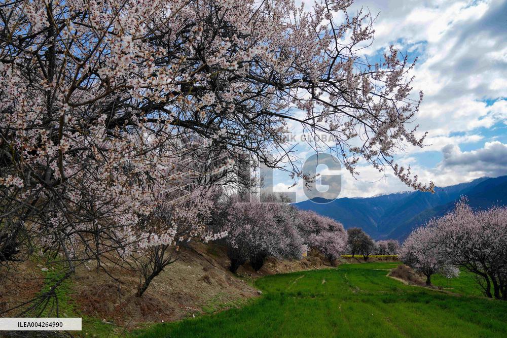 Peach Blossom Festival Blooms in Xizang - China