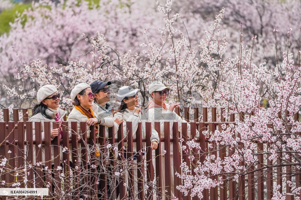 Peach Blossom Festival Blooms in Xizang - China