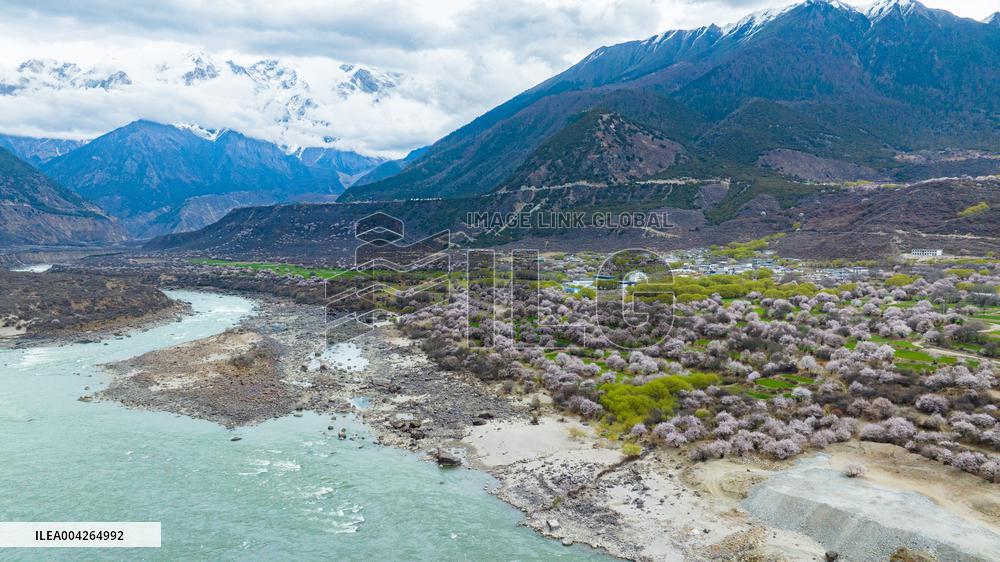 Peach Blossom Festival Blooms in Xizang - China