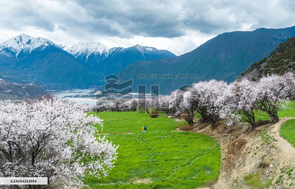 Peach Blossom Festival Blooms in Xizang - China