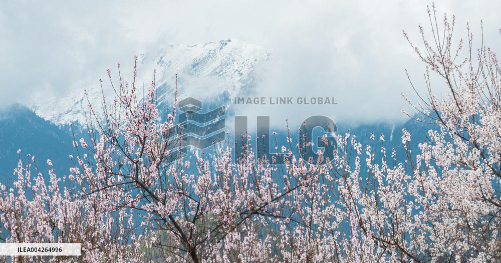Peach Blossom Festival Blooms in Xizang - China