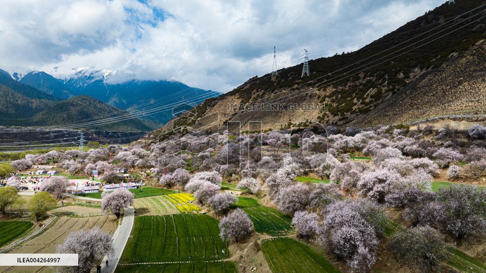 Peach Blossom Festival Blooms in Xizang - China