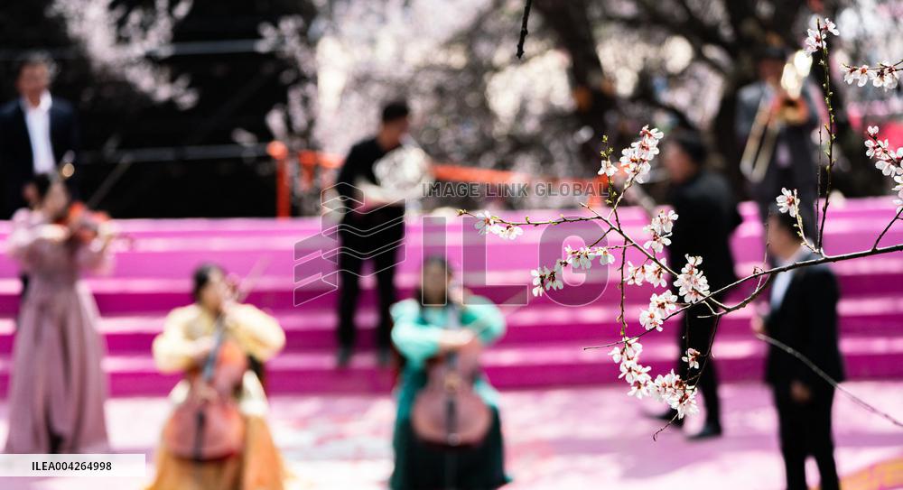 Peach Blossom Festival Blooms in Xizang - China