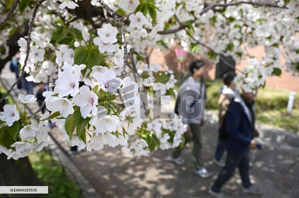 Cherry blossom viewing in Osaka