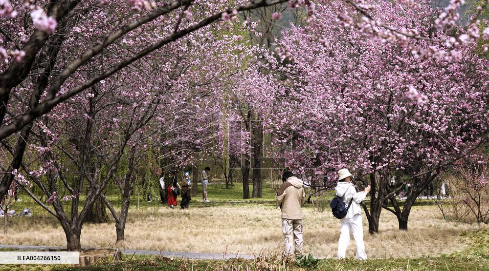 Qingming Festival - China