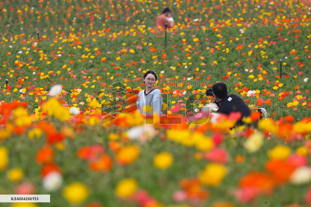 Qingming Festival - China