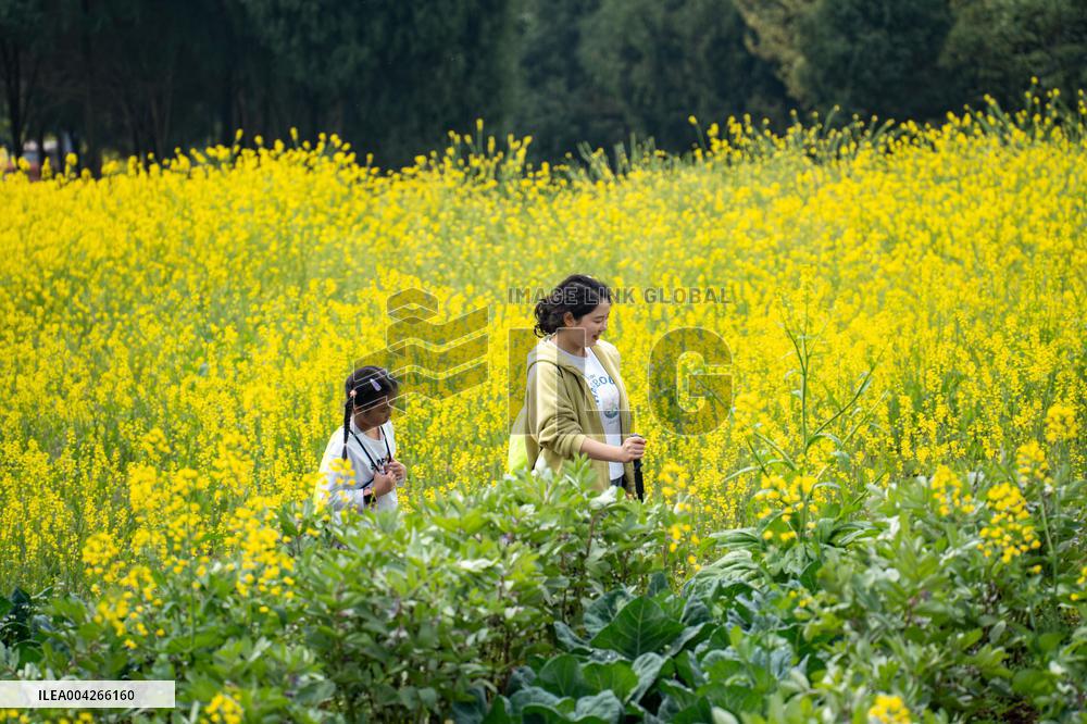 Qingming Festival - China