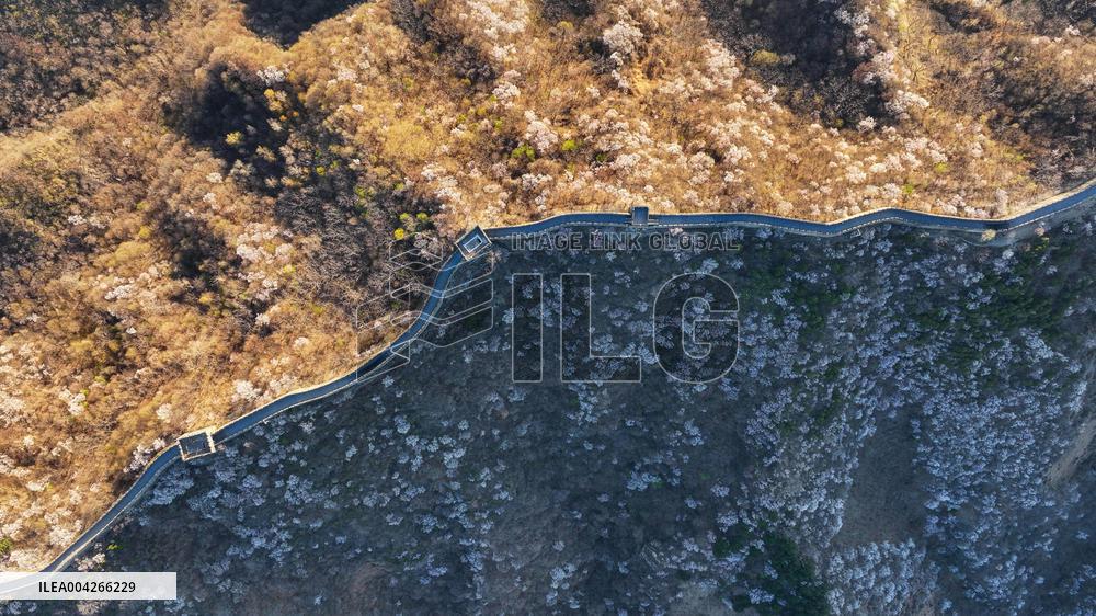 Great Wall Spring Scenery - China