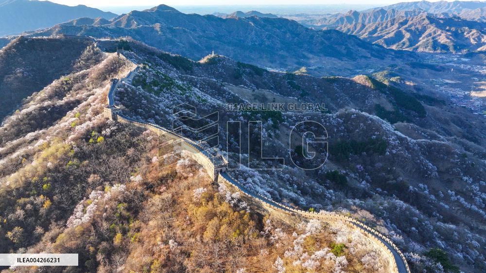 Great Wall Spring Scenery - China