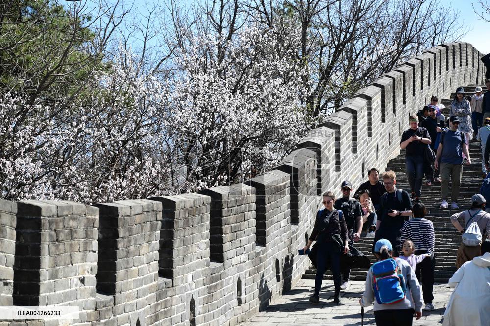 Great Wall Spring Scenery - China