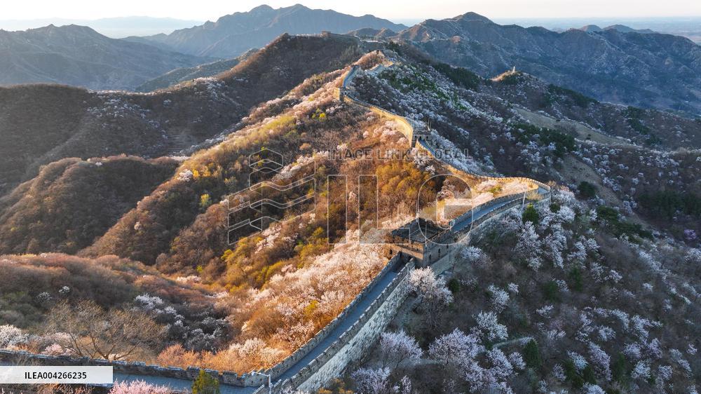 Great Wall Spring Scenery - China