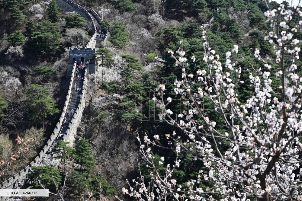 Great Wall Spring Scenery - China