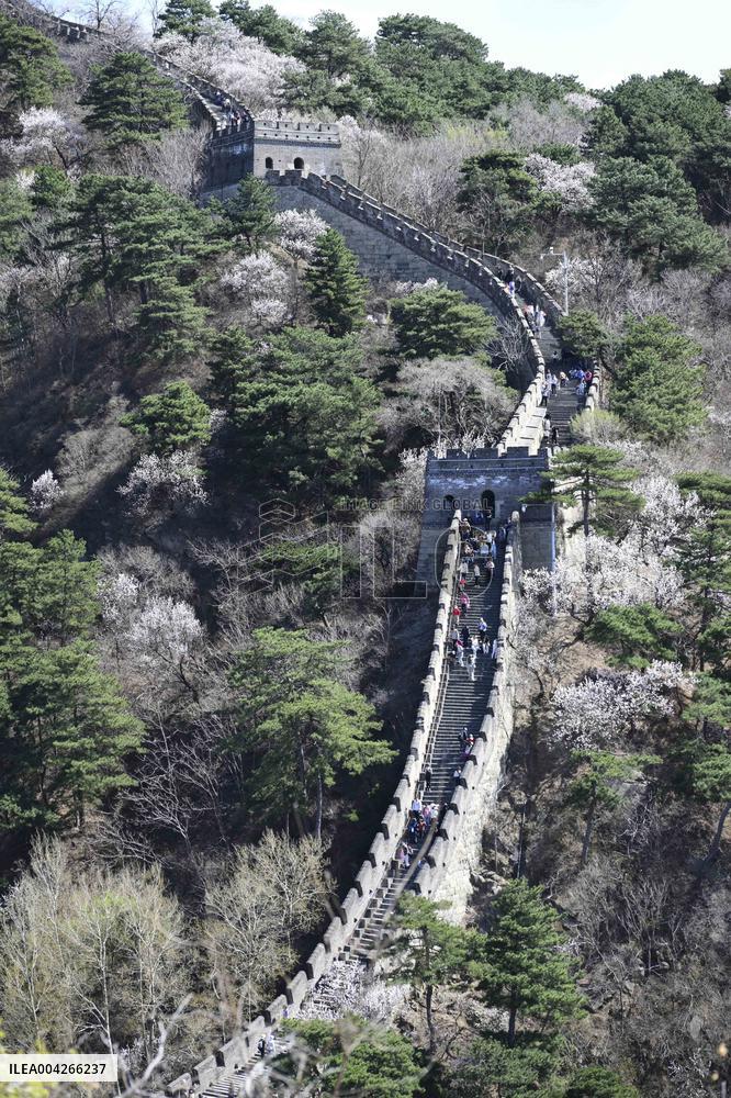 Great Wall Spring Scenery - China