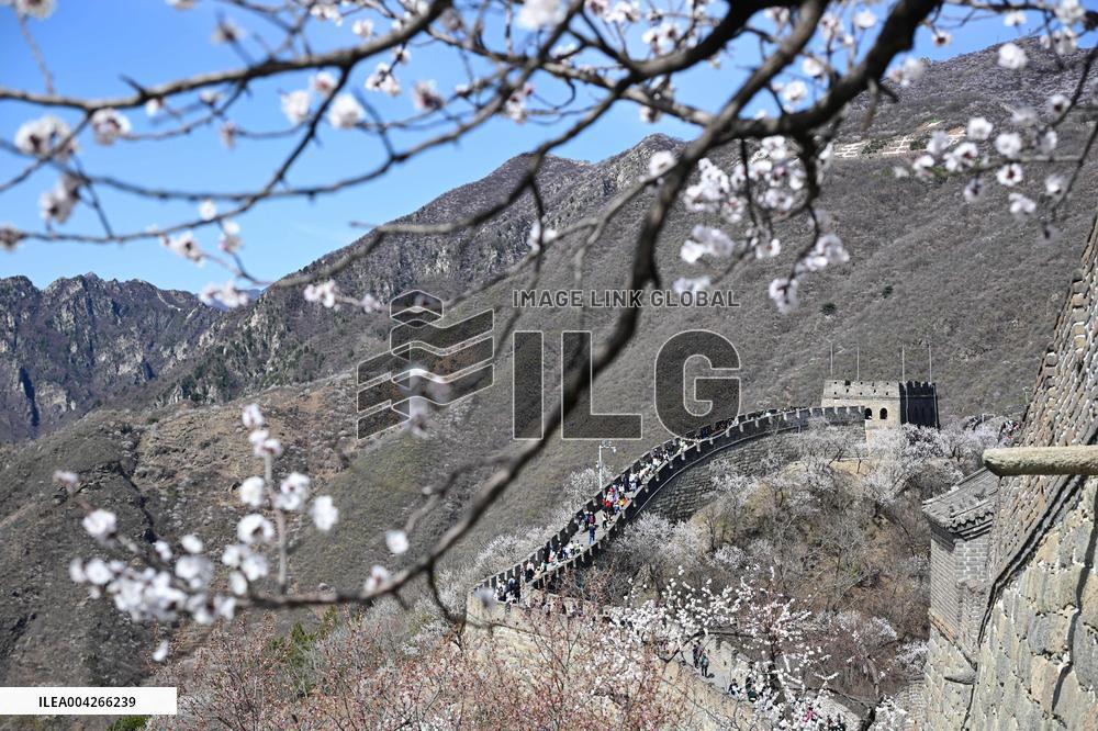 Great Wall Spring Scenery - China