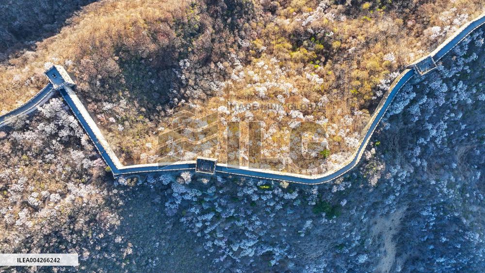 Great Wall Spring Scenery - China