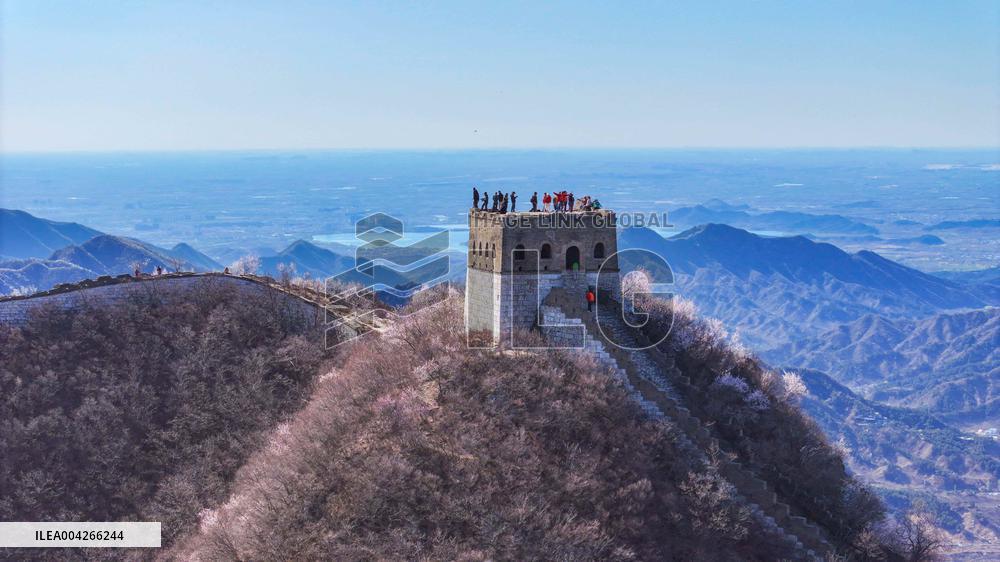 Great Wall Spring Scenery - China